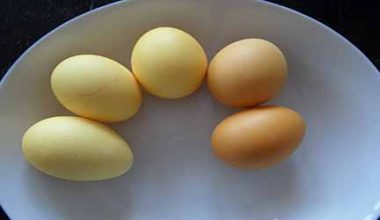 Sarı ve Beyaz Yumurta Arasındaki Farklar