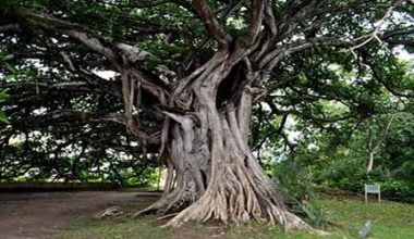 Ağacını Kesenlerden İntikam Alan Yaşlı Adamın Hikâyesi