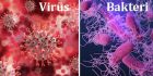 Bakteri ve Virüs Arasındaki Farklar