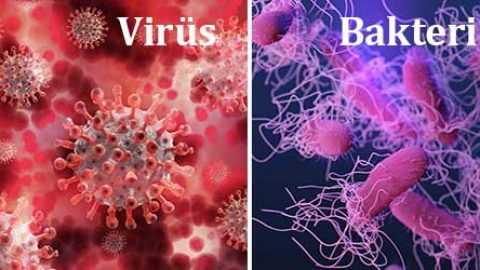 Virus Ve Bakteri Farki